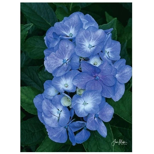 Hydrangea Flower Notecards, Floral Stationery Set Blank Greeting Cards-Set of 5