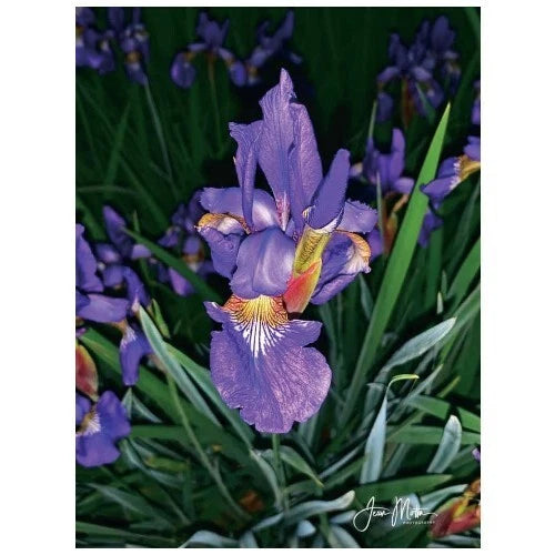 Iris Purple Flowers Notecard Floral Greeting Card, Irises Print Cards - Set of 5